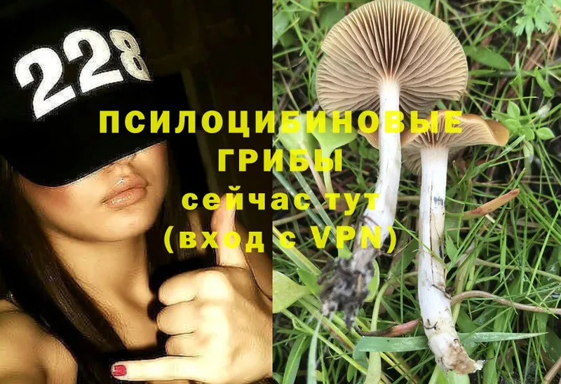 Галлюциногенные грибы Psilocybine cubensis  Белоусово 